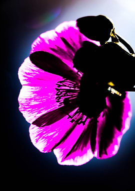 Pink Flower Silhouette