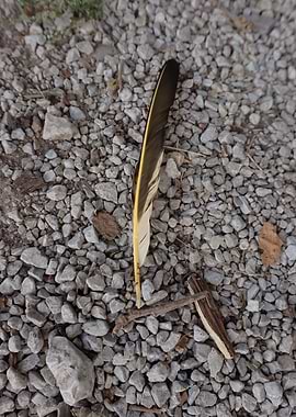 Feather on Gravel
