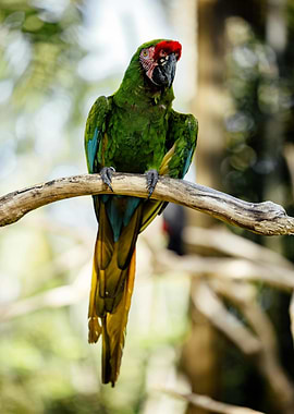 Green Macaw Perched on Branch