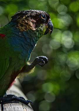 Colorful Parrot Portrait