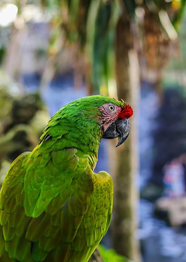 Green Parrot Portrait in Natural Setting