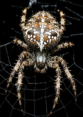 Detailed Spider on Web Close-Up