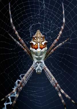 Spider in Web Close-Up