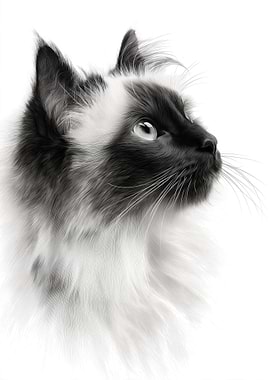 Elegant Siamese Cat Portrait
