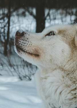 Dog in Winter Wonderland