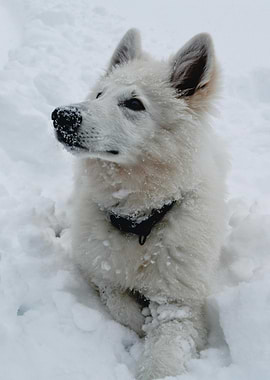 White Shepherd Dog in Snow