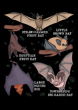 Bat Lover Kids Bat Species Biology Bats