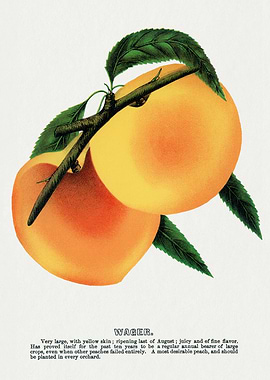 Vintage Wager Peach Botanical Illustration