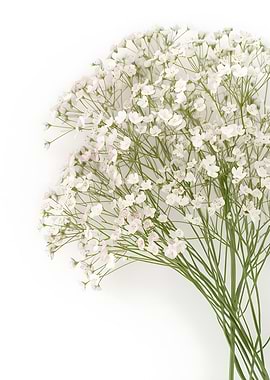 Whispers of Bloom – Delicate White Baby's Breath Flowers