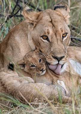 Lioness grooming her cub