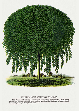 Kilmarnock Weeping Willow Illustration