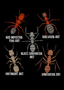 Ant Lover Kids Entomology Ant Species Red Ants