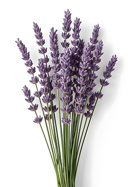 Lavender Bouquet – Botanical Purple Bloom