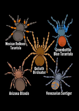 Spiders Lover Kids Arthropod Arachnid Tarantula Spider