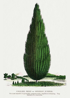 English, Irish, or Swedish Juniper