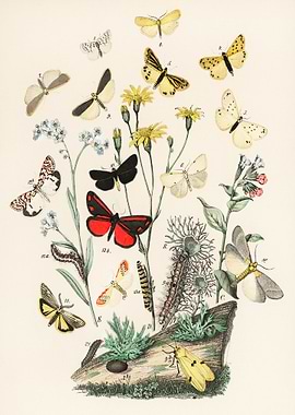 Vintage Butterfly and Caterpillar Illustration