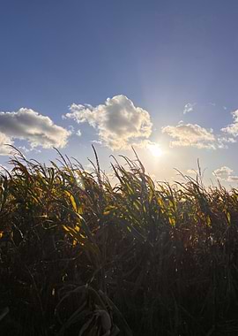 Cornfield under a bright sky