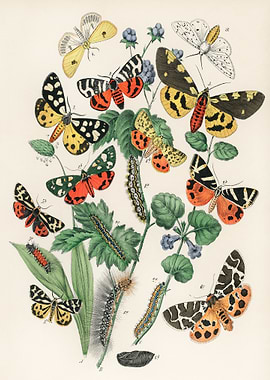 Vintage Butterfly and Caterpillar Illustration