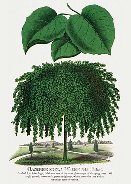 Camperdown Weeping Elm Botanical Illustration