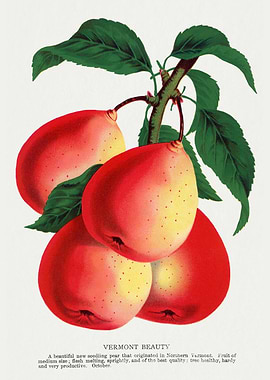 Vermont Beauty Pear Vintage Illustration