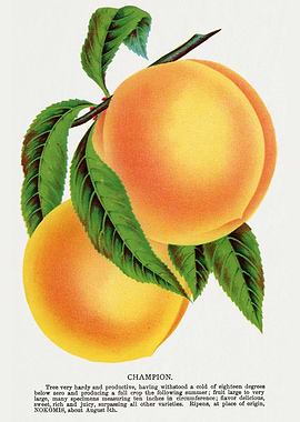 Vintage Peach Illustration