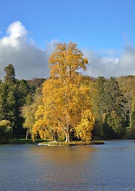 Autumn Tree on Island in Lake