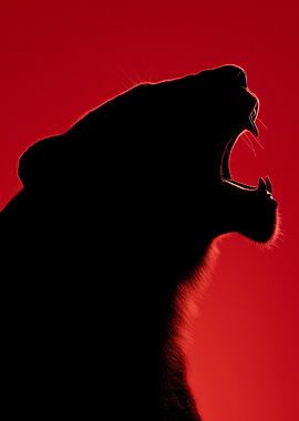 Roaring Lion Silhouette on Red