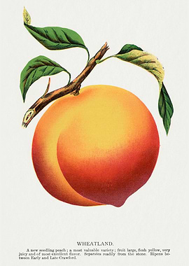 Wheatland Peach Vintage Botanical Illustration