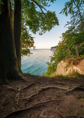 Coastal View Through Trees