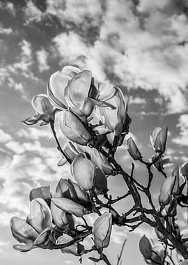 Whispers of Spring in Monochrome