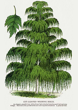 Cut-Leaved Weeping Birch Illustration