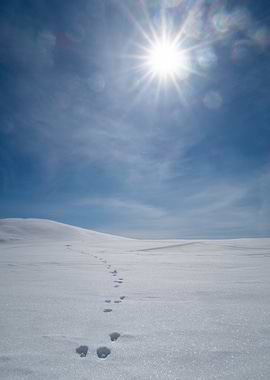 Snowy landscape with animal tracks
