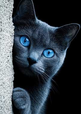 Blue-Eyed Cat Peeking