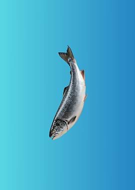 Salmon Fish on Blue Background