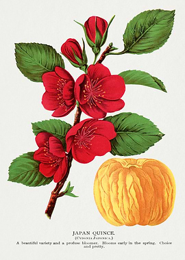 Japan Quince Botanical Illustration