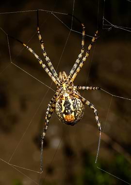 Argiope Spider in Web Close-Up