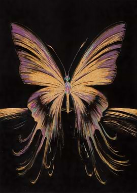 Butterfly on Black Background