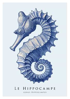 Blue Seahorse Illustration