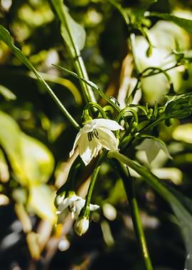 Delicate White Flower Blossom Close-Up