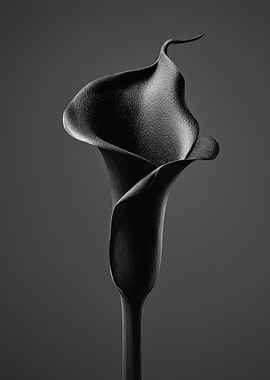 Elegant Black Calla Lily Still Life