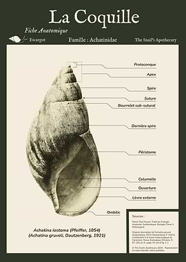 Anatomical Snail Shell Illustration - Schéma Anatomique Coquille d'Escargot