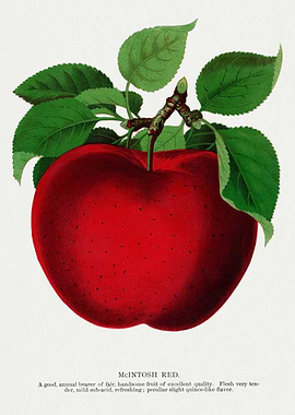 McIntosh Red Apple Botanical Illustration