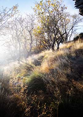 Autumnal Hillside with Trees and Grass