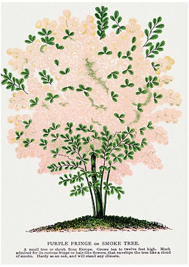 Purple Fringe or Smoke Tree Illustration