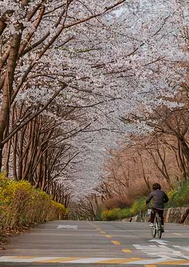 Cherry Blossom Road at Haneul Park in Seoul, South Korea
