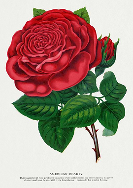 American Beauty Rose Botanical Illustration