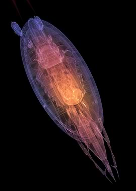Translucent Copepod Illustration