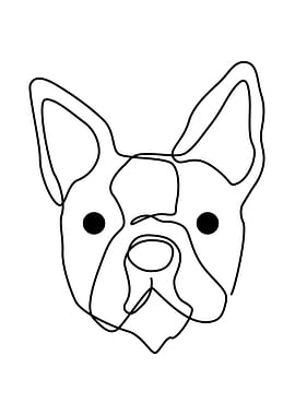 Boston Terrier