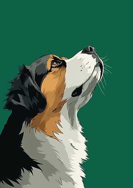 Bernese Mountain Dog Looking Upward