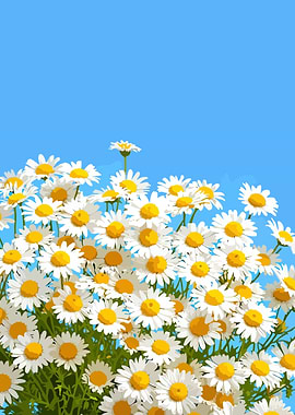 Daisy Field Against Blue Sky